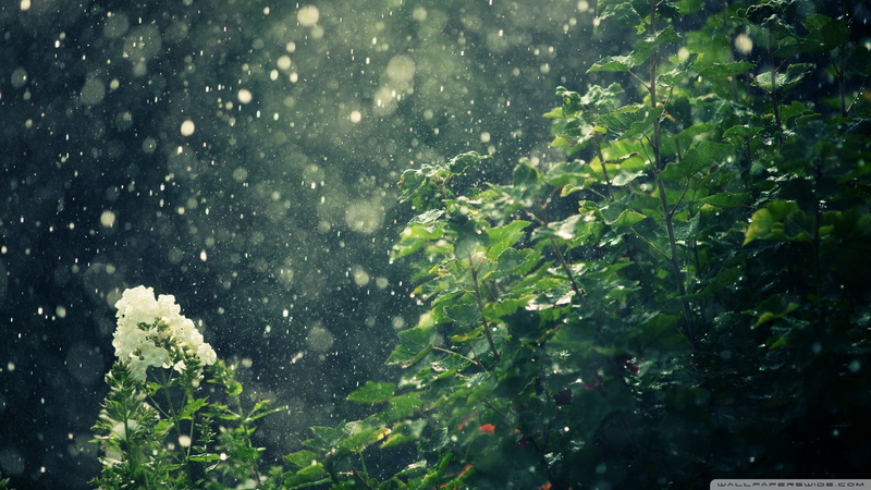 white, rain, plants, water, nature, 1080P, drops, petaled, hd, flower