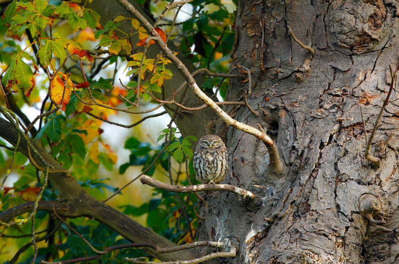 листва, trunk, branch, plant part, animal themes, forest, plant, growth, animal, nature, animal wildlife, vertebrate, bird, leaf, tree, animals In The Wild