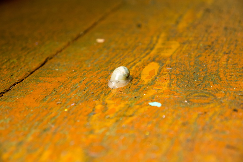 street, textured, wet, day, high angle view, animal, no people, close-up, улитка, city, wood - material, outdoors, single object, selective focus, дерево