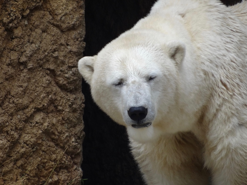 bear, animal, brown, near, portrait, close, day, polar bear, one animal, white color, zoo, polar, snout, stone, close-up, no people, animals in the wild