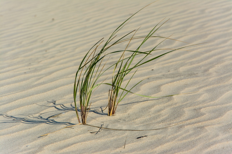 sunlight, sand, agriculture, no people, sand dune, desert, high angle view, plant, growth, patterns, sway, nature, day, land, grass, pattern, 5K, beauty in nature