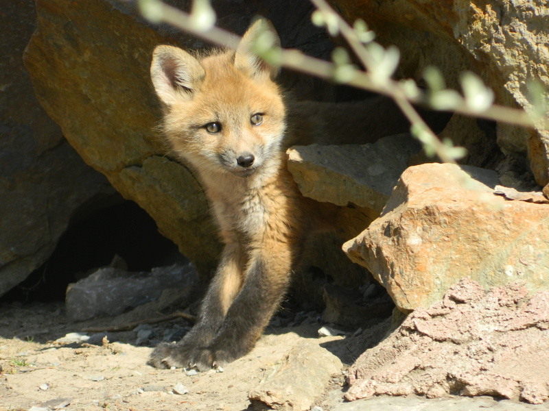 botanical garden, sunlight, young animal, looking at camera, mammal, one animal, montréal, 4K, solid, fox, portrait, outdoors, nature, animals in the wild