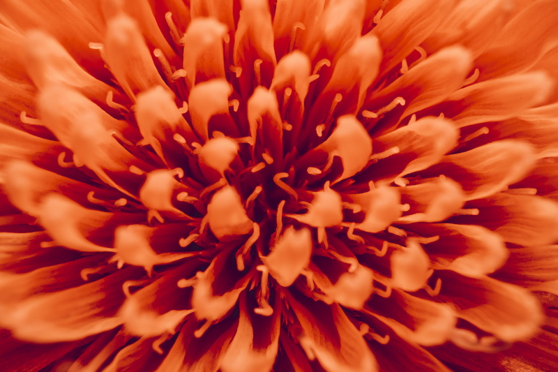 nature, curl, curly, pink, plant, close-up, flower head, close up, dandelion, flowering plant, blossom, squiggly, orange, vulnerability, backgrounds, 5K