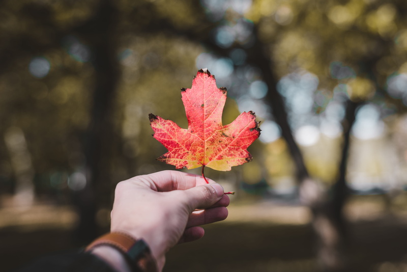 montreal, people, autumn collection, human finger, leaf, la fontaine park, maple leaf, tree, human hand, close-up, fall, green, one person, human body part