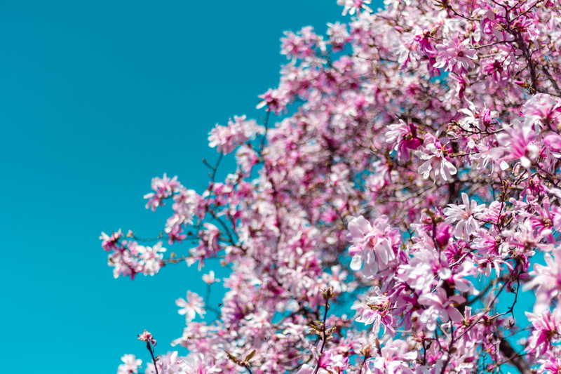 flowers, flowering plant, garden, no people, tree, low angle view, beauty in nature, plant, cherry blossom, springtime, branch, blue, freshness, flower