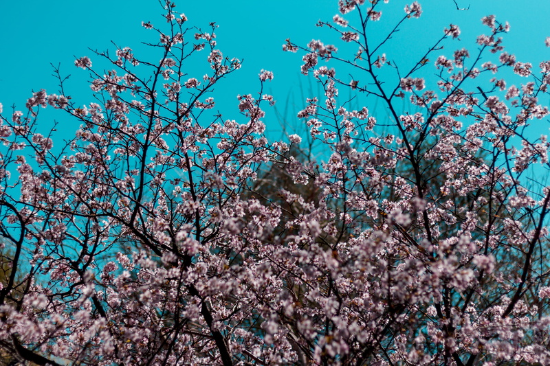 clear sky, day, growth, nature, 5K, branch, beauty in nature, tree, garden, spring, sky, flowering plant, canada, cherry blossom, pink, low angle view
