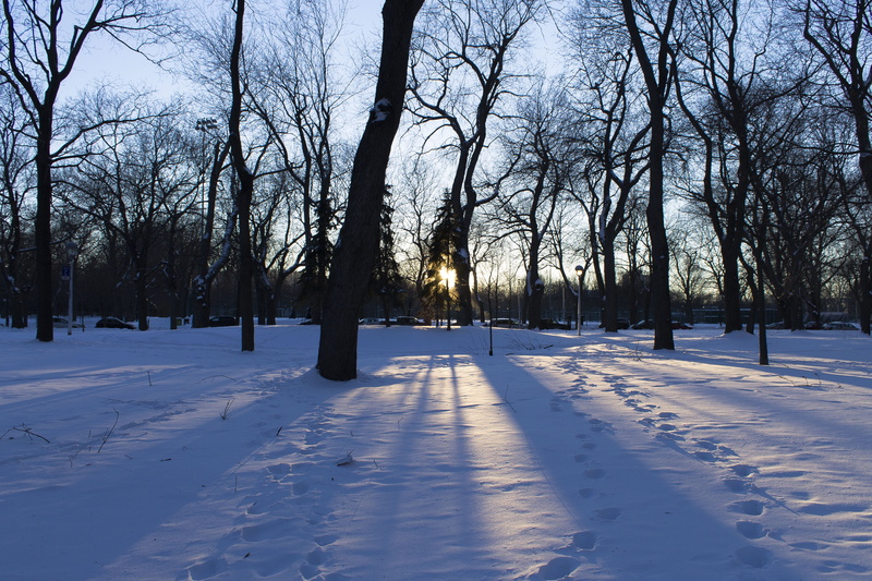 outdoors, sky, white color, land, tree trunk, sun, landscape, cold temperature, environment, no people, tree, canada, 4K, la fontaine park, snow, bare tree