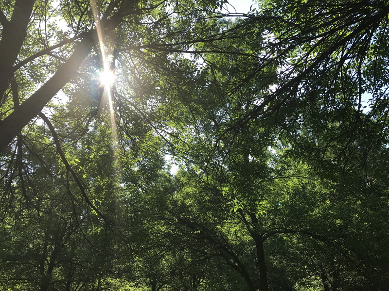 canada, no people, land, mont royal, tree trunk, sky, outdoor, park, scenic, foliage, beauty in nature, tree, idyllic, woodland, sun, day, green, sunlight