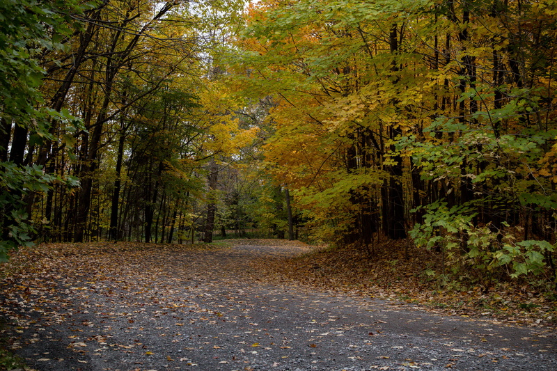 plant part, autumn, outdoors, tranquility, beauty in nature, woodland, non-urban scene, direction, mont royal, fall, nature, montreal, land, forest, plant