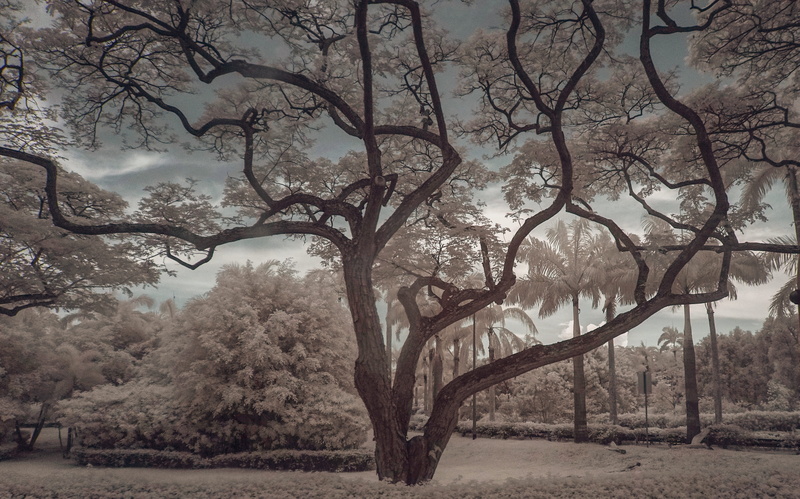 growth, sky, trunk, beauty in nature, branch, tranquility, land, non-urban scene, scenics - nature, highway, trees, environment, bare tree, singapore, forest