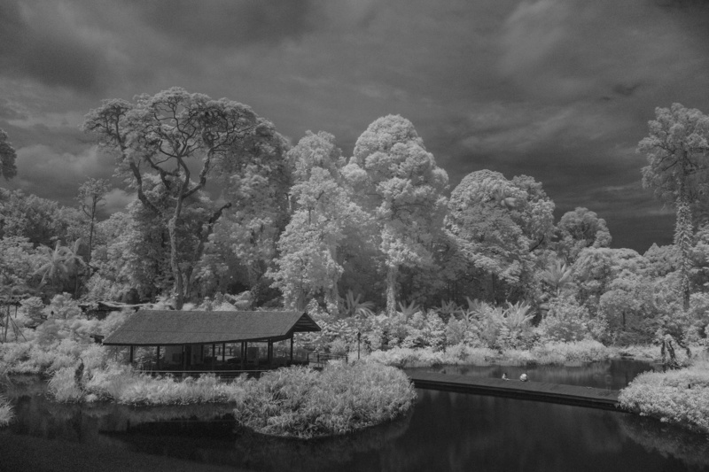scenics - nature, sky, no people, water, botanic gardens, landscape, nature, 2K, wetlands, mountain, monochrome, growth, tree, lake, keppel discovery wetlands