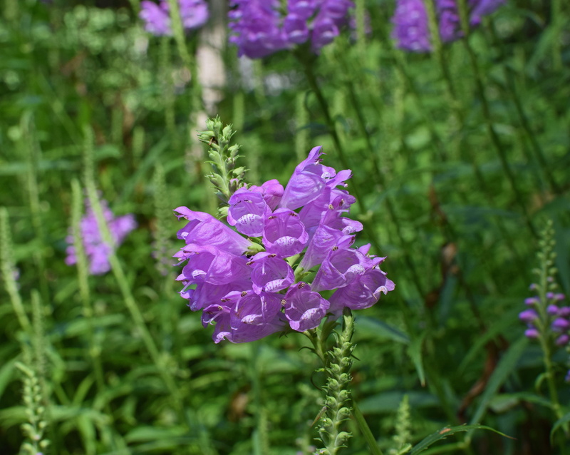 beauty in nature, 4K, summer, freshness, springtime, petal, growth, day, close-up, flower, flower head, focus on foreground, lilac, purple, inflorescence