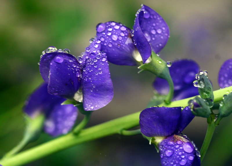 macro, flowers, macro shot, close-up, freshness, 2K, flower, wet, nature, purple, plant, springtime, green Color, shot, False Indigo, project