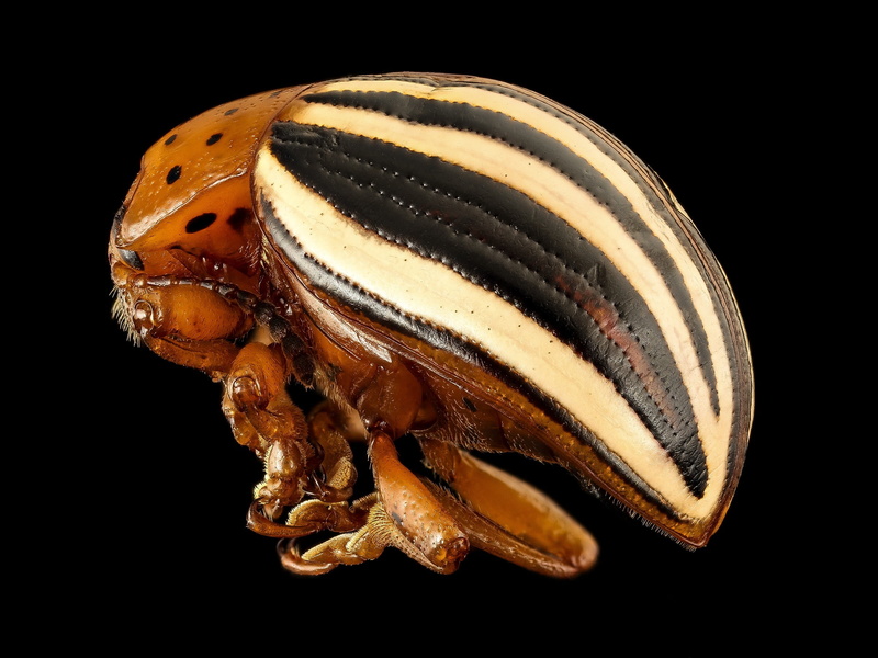 1080P, animals in the wild, close-up, macro, eating, insect, geological survey, indoors, cut out, false potato beetle, one animal, wings, bug, u, copy space