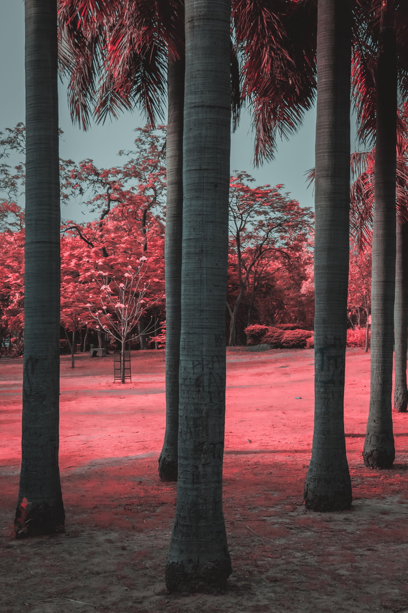 paradise, treelined, architecture, sky, tropical climate, colors, beauty in nature, landscape, palm tree, 5K, false colors, field, plant, tree