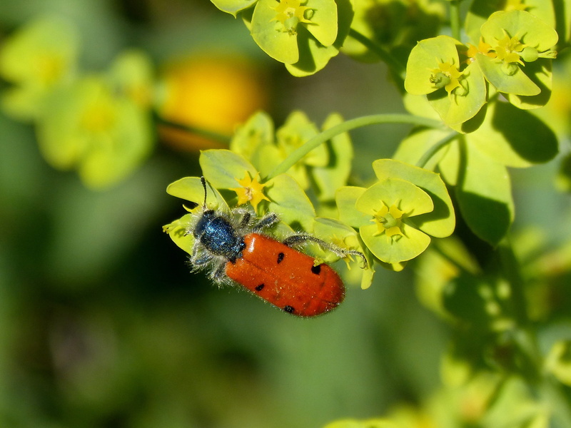 insect, day, plant part, pollination, green Color, nature, flower head, summer, animal, no people, Detail, Ladybird, Beetle, animal themes, red, focus on foreground