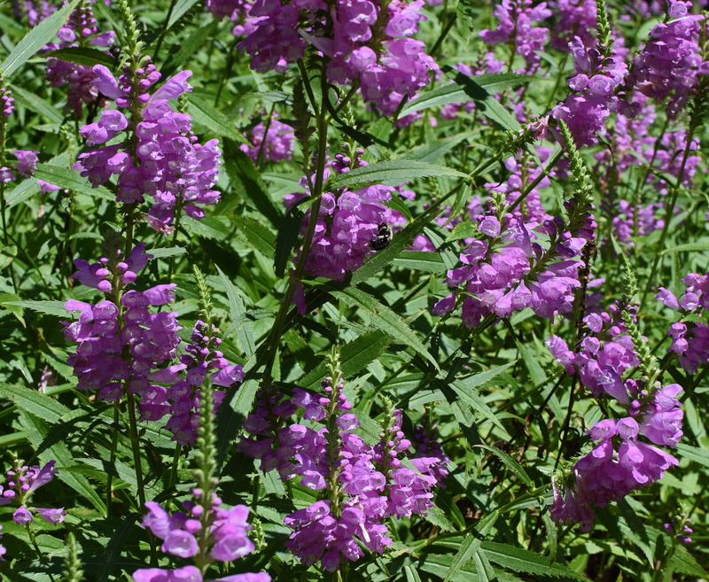 pink color, purple, spring, growth, animal, plant part, flowering plant, colorful, leaf, outdoors, vibrant, flower, high angle view, pollinator, nature