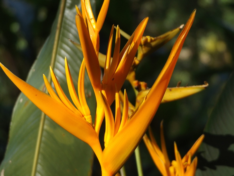 parrots beak, parakeet flower, leaf, no people, botany, psittacorum, vulnerability, petal, day, nature, flower head, false bird-of-paradise, flower, inflorescence