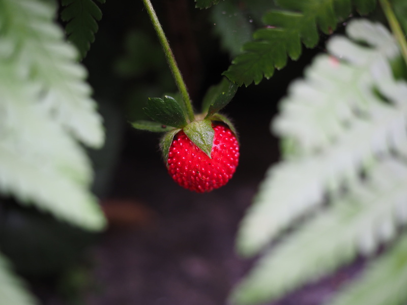 wellbeing, sweet Food, indian translucent strawberry, close-up, translucent strawberry, indian strawberry, summer, Red, food, potentilla, care, freshness