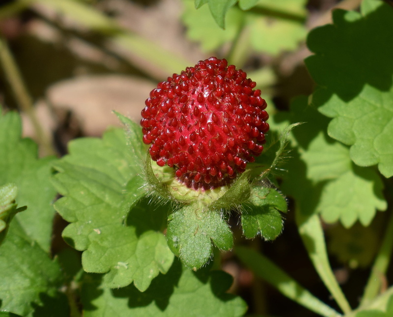 wild, day, colorful, freshness, berry Fruit, sweet Food, strawberry, Indian Strawberry, Strawberry, wellbeing, growth, false, food and drink, red, fruit