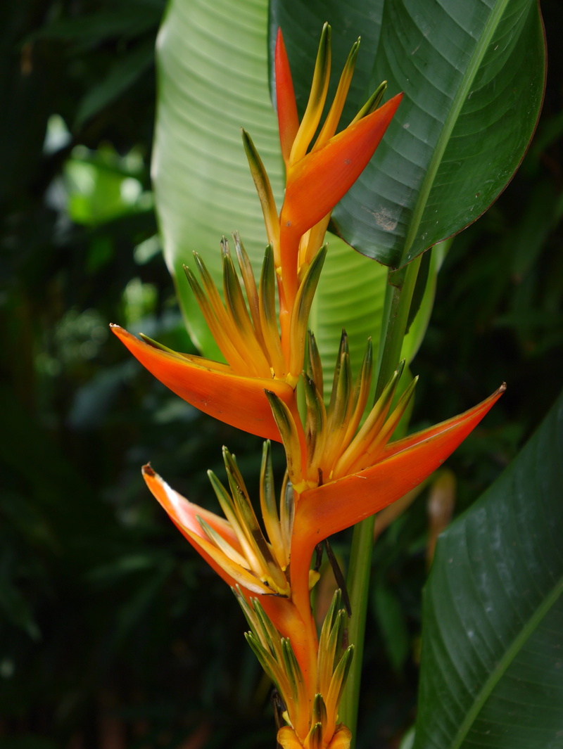 no people, fragility, growth, vulnerability, Orchid, Heliconia, springtime, plant part, Blossom, orange color, bird of paradise - plant, beauty in nature