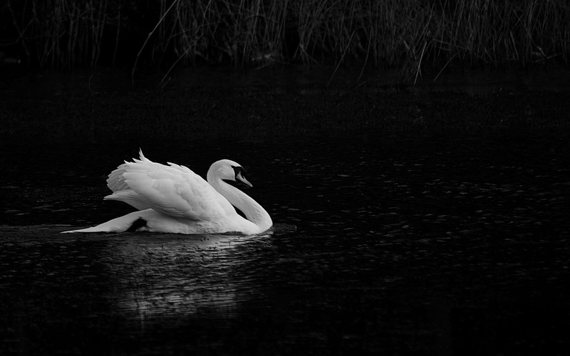 water, one animal, beauty in nature, black and white, animal, swan, black, freshwater bird, waterfront, animals in the wild, white, Animals, bird, reflection
