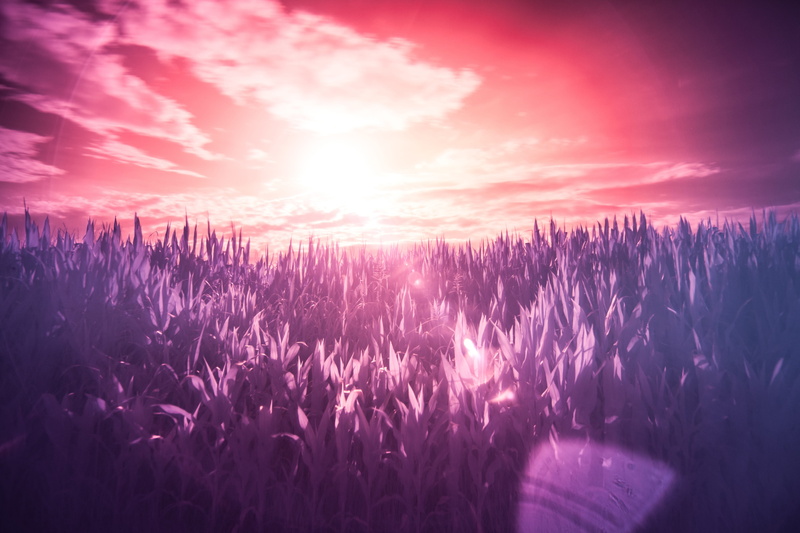 sun, summer, nature, outdoors, tranquility, purple, pink, tranquil scene, sunbeam, plant, lens flare, beauty in nature, bright, no people, sky, infrared