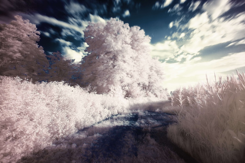 surreal, environment, tranquil scene, plant, cloud - sky, cold temperature, land, tree, nature, 4K, beauty in nature, infrared, dream, winter, day, tranquility