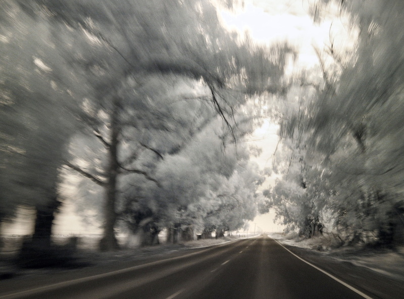 road marking, diminishing perspective, tree, sign, photo, the way forward, Trees, car, vanishing point, Road, plant, car point of view, sky, 2K, outdoors