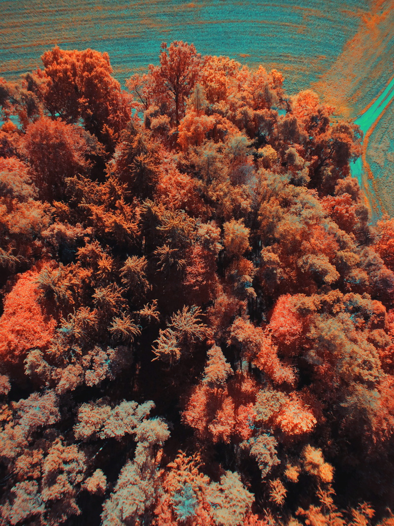 sea life, 4K, deutschland, day, sea, coral, tree, underwater, no people, tranquility, autumn, forest, outdoors, orange color, aerial, change, undersea