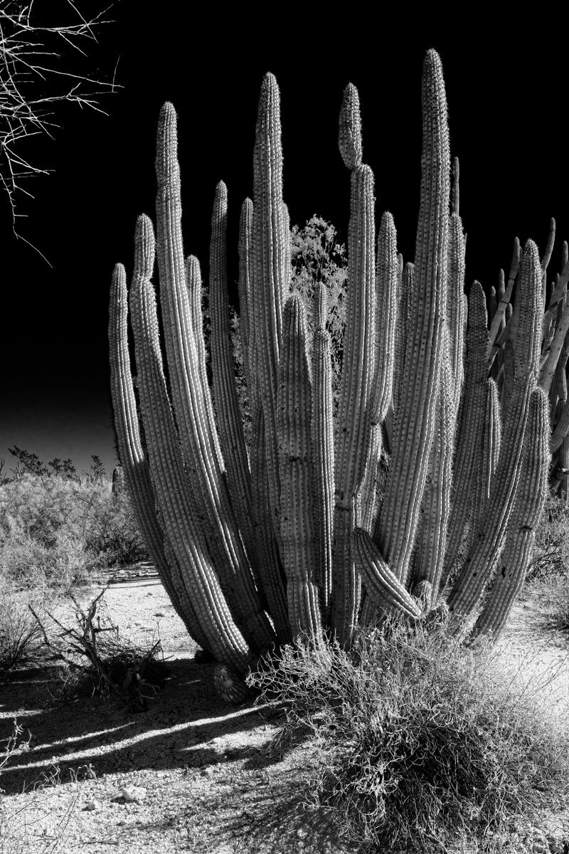 beauty in nature, cactus, sunlight, arizona, uncultivated, saguaro cactus, spiked, organ pipe, infrared, organ pipe cactus national monument, 5K, growth