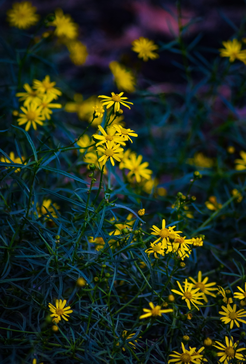 growth, 5K, germany, freshness, focus on foreground, close-up, vulnerability, outdoors, day, nature, flower head, happy, no people, beauty in nature, colours