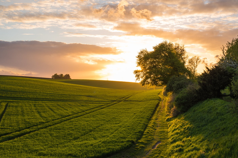 landscaped, sun, rural Scene, evening, outdoors, agriculture, farm, dusk, sunlight, sky, tree, Rhein-Erft-Kreis, green, Germany, cloud - Sky, Landscape