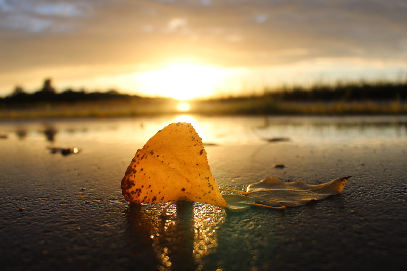 germany, sun, surface level, bokeh, orange color, lake, blur, plant part, water, neuenburg am rhein, sunset, tranquil scene, beauty in nature, scenics - nature