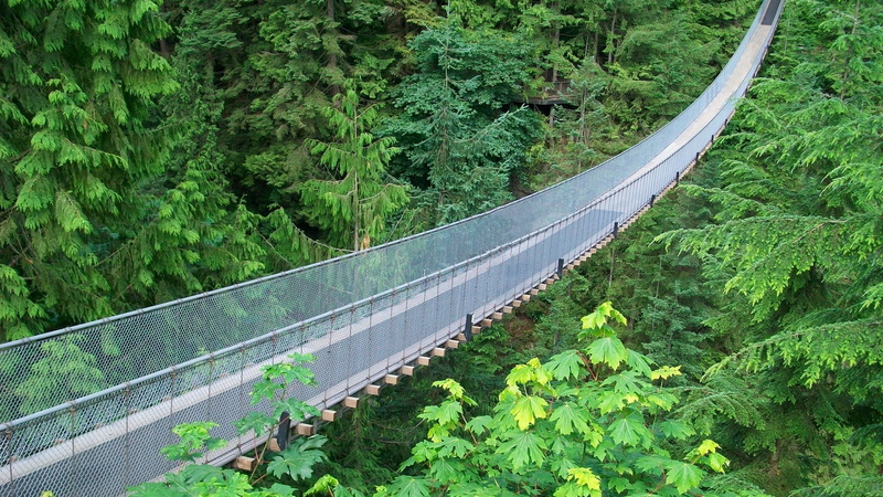 brown, bridge, 1080P, jungle, hanging, jungle green, suspension bridge, footbridge, braces, metal mesh