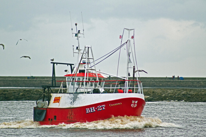 fishing industry, sailboat, day, trawlers, outdoors, vertebrate, mode of transportation, 5K, nautical vessel, cloud - sky, animal, no people, nature, beach