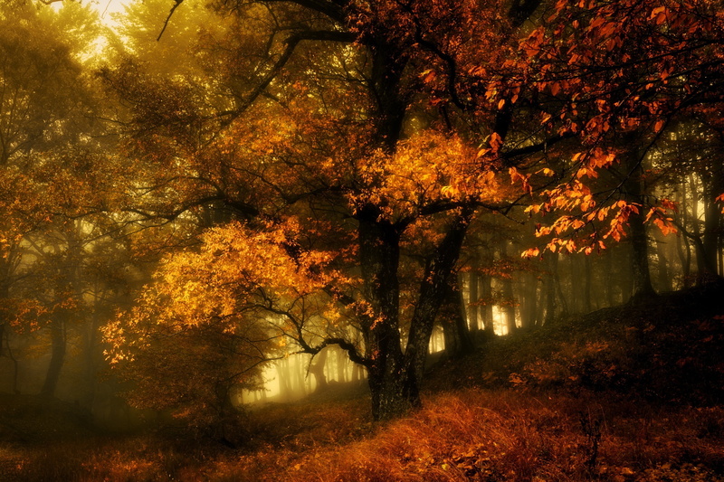 leaf, autumn, foilage, fall, leaves, 2K, landscape, tree, nature