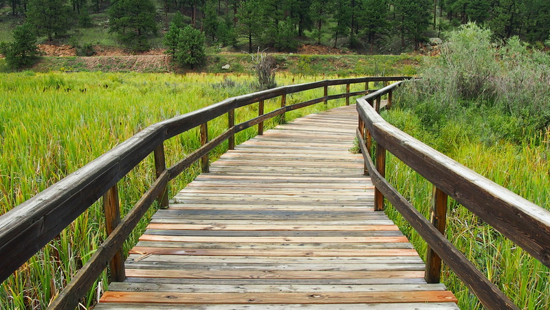 green color, railing, outdoors, foilage, wood, bridge, park, plant, summer, wood - material, footbridge, path, tranquil scene, long, tree, walkway, wood paneling