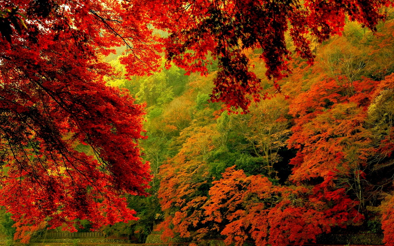 nature, leaf, landscape, leaves, 2K, fall, foilage, tree, autumn