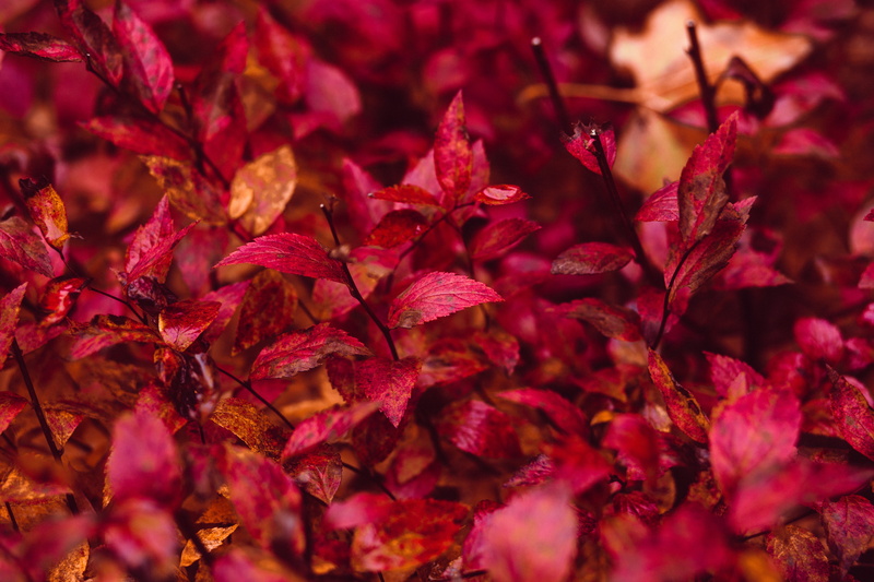 nature, fall, foilage, autumn, tree, 5K, landscape, leaves, leaf