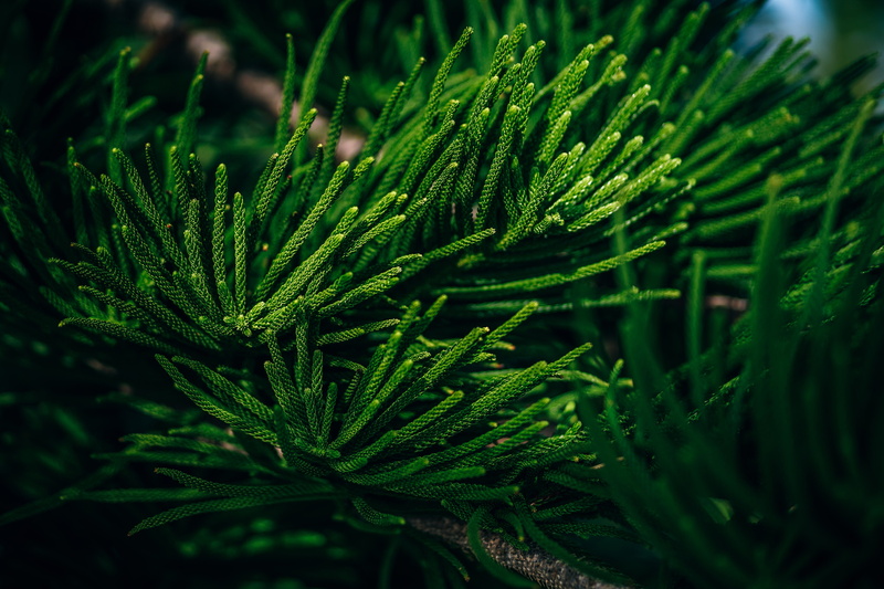 holidays, tranquility, tropical, delicate, beach, freshness, beauty in nature, nature, background, christmas, focus on foreground, decoration, green color