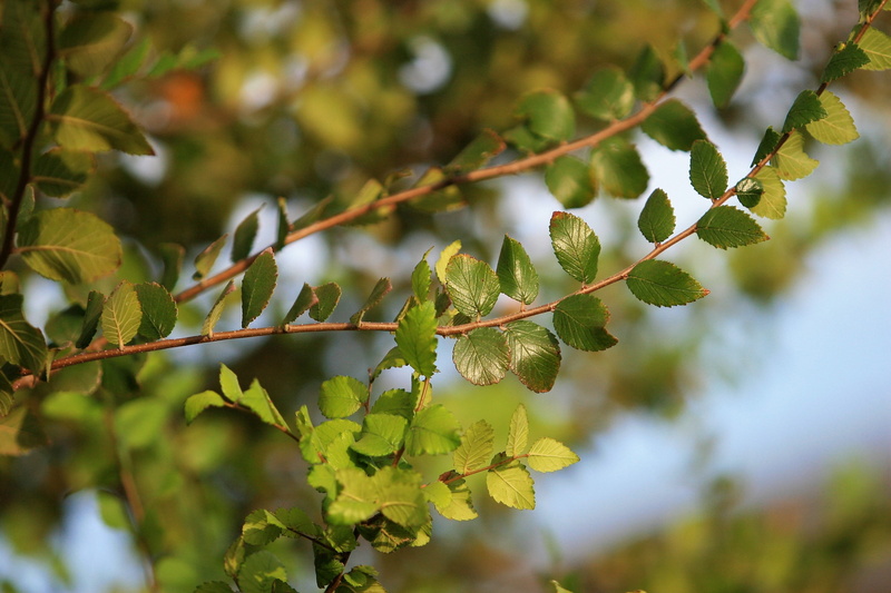 greenery, foilage, summer, greens, beauty in nature, leaves, no people, green color, green, outdoors, focus on foreground, food and drink, nature, tree