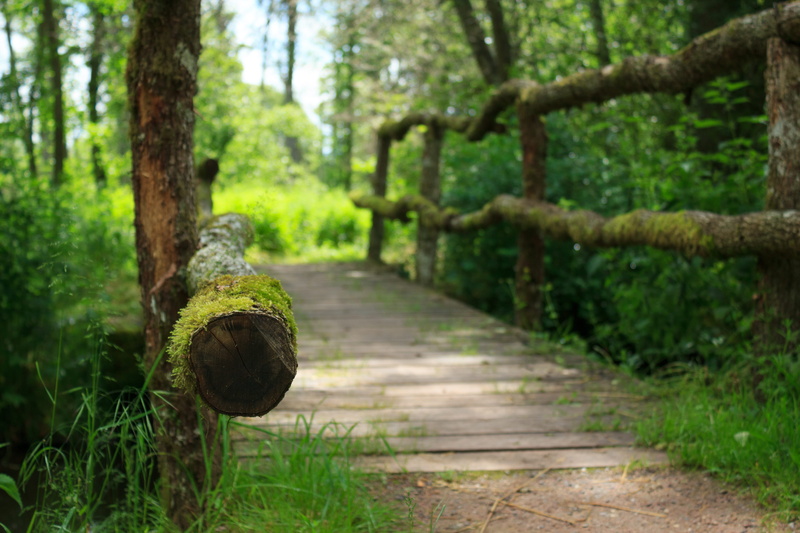 green color, trunk, tree trunk, tree, depth of field, outdoor, plank, direction, day, outdoors, wood - material, road, plant, old, nature, moss, path, the way forward