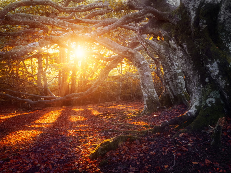 4K, nature, leaves, fall, leaf, landscape, tree, foilage, autumn