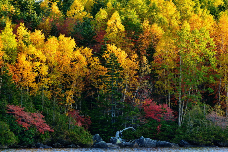 leaf, nature, foilage, landscape, leaves, tree, autumn, 5K, fall