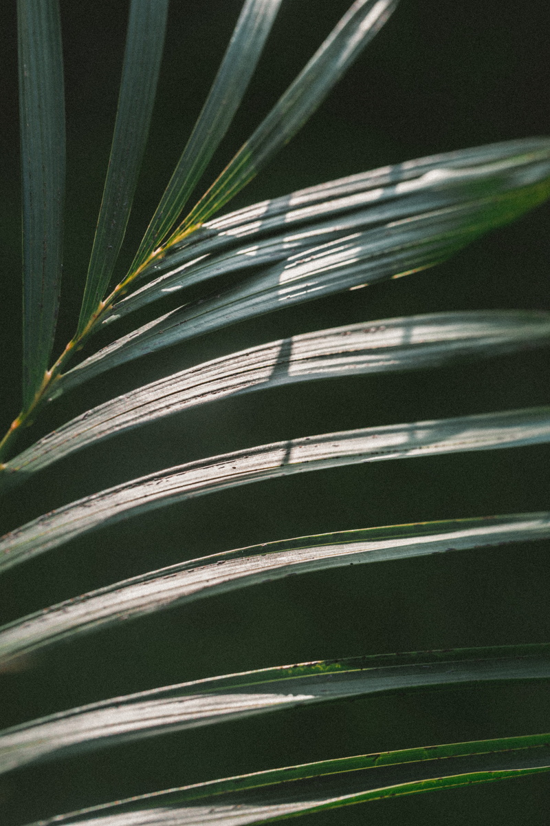 backgrounds, nature, summer, close-up, island, macro, outdoors, palm leaf, jungle, tree, frond, foilage, leafe, growth, natural pattern, palm, leaf, tropical