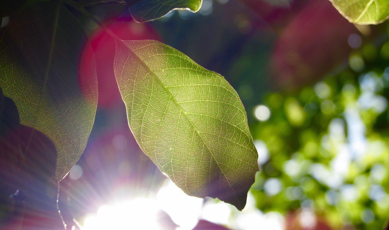 sun rays, green, food, environment, stem, sunlight, nature, leaves, plant, vein, background, close-up, focus on foreground, no people, tree, green color