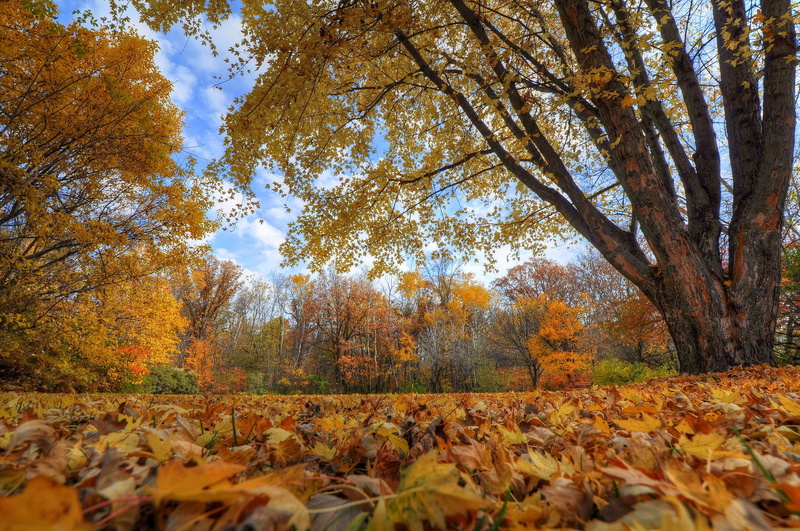 leaf, leaves, fall, 1080P, autumn, foilage, nature, landscape, tree