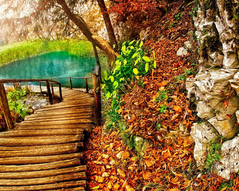 foilage, autumn, tree, nature, landscape, 2K, fall, leaves, leaf