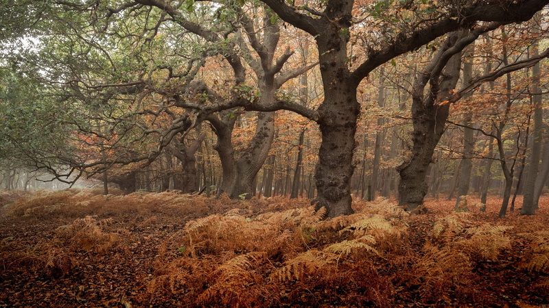 foilage, landscape, fall, nature, tree, leaf, leaves, 1080P, autumn